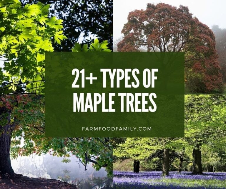 21+ Different Types Of Maple Trees With Pictures