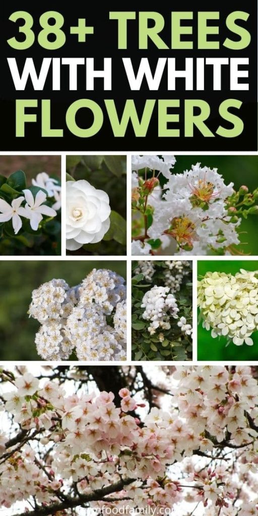 types of trees with white flowers