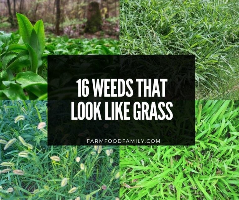 16 Weeds That Look Like Grass