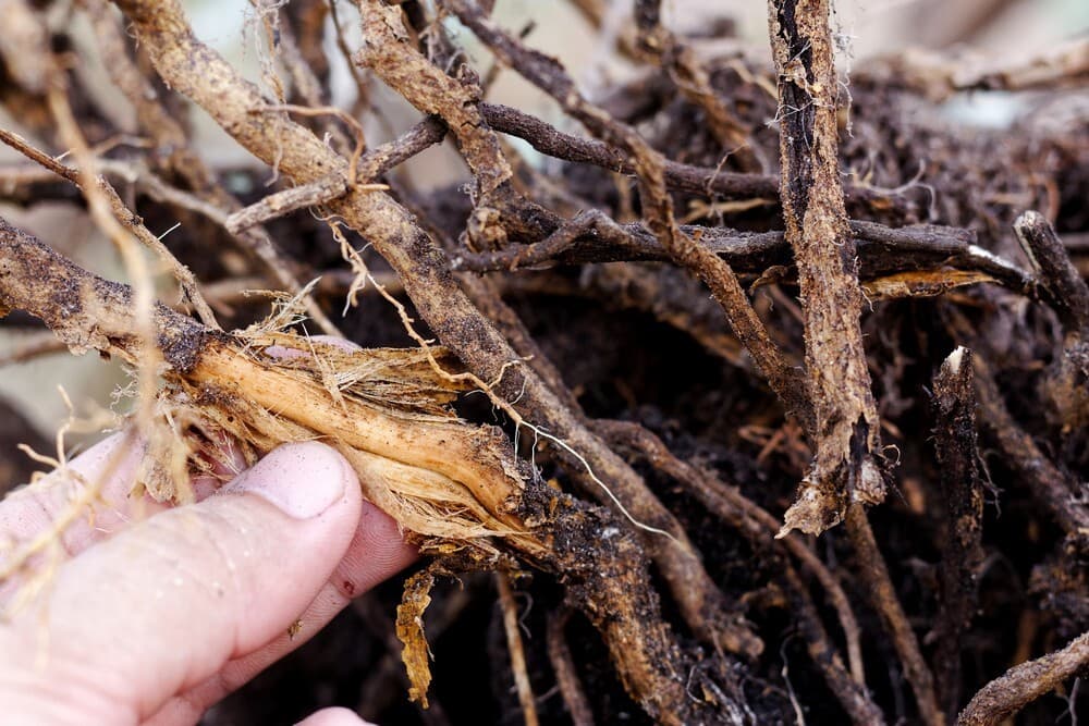 2 root rot