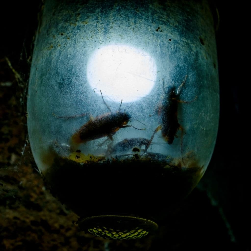 cockroach with light