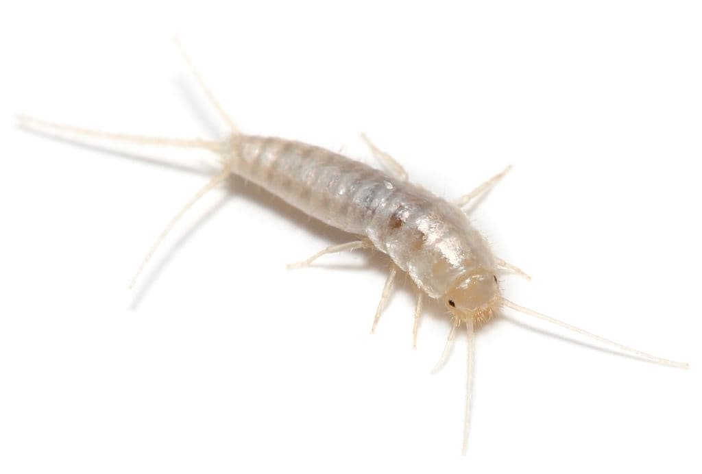 facts about silverfish
