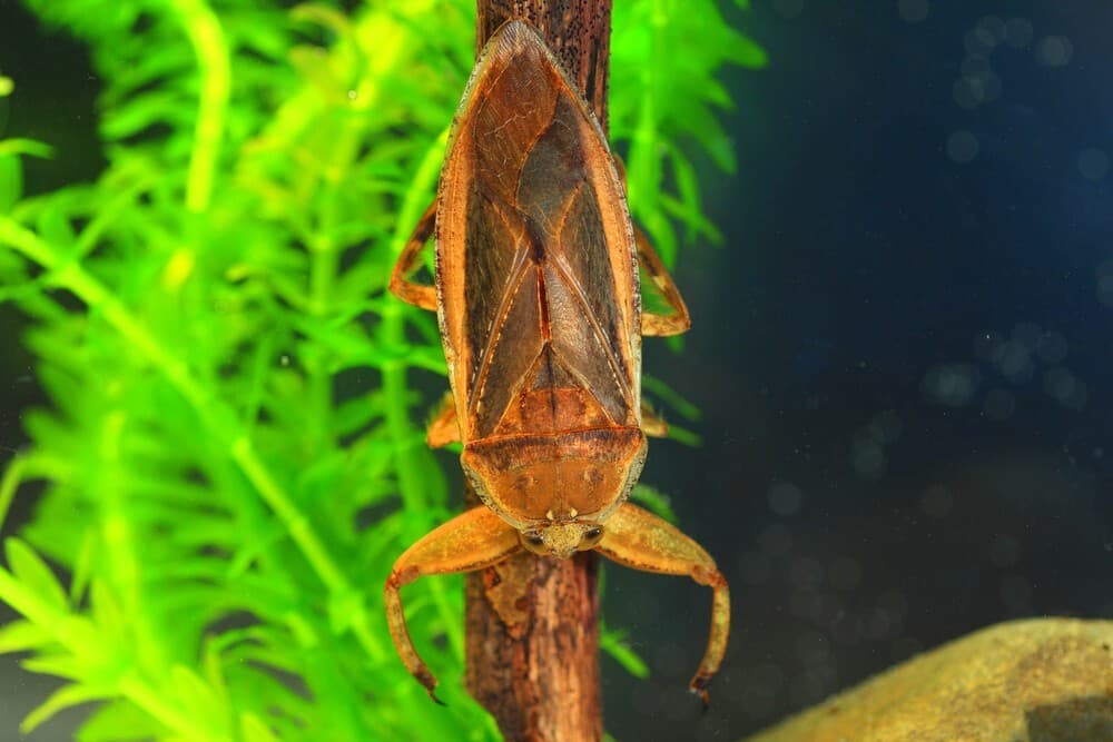 giant water bug lethocerus deyrollei