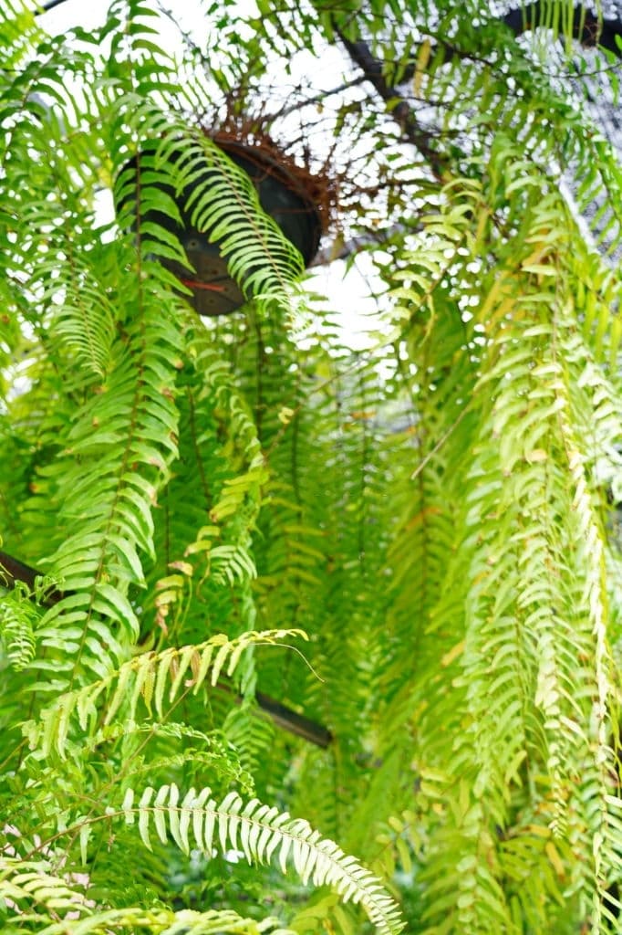 growing ferns