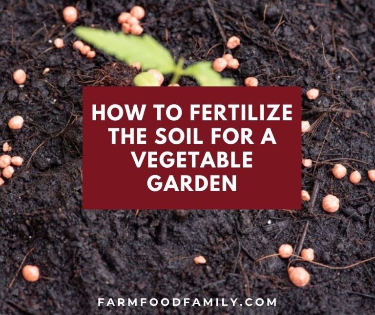 How to Fertilize the Soil for a Vegetable Garden