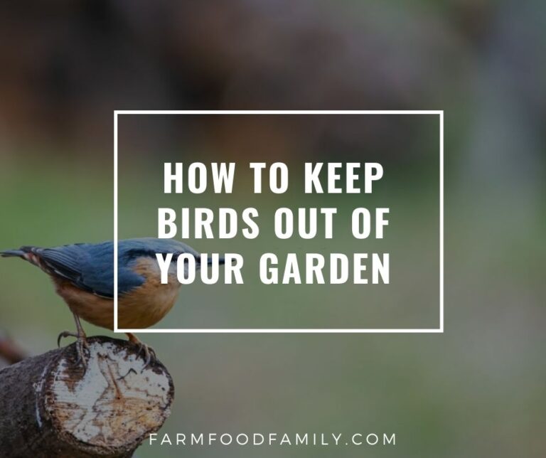 How To Keep Birds Out Of Your Garden