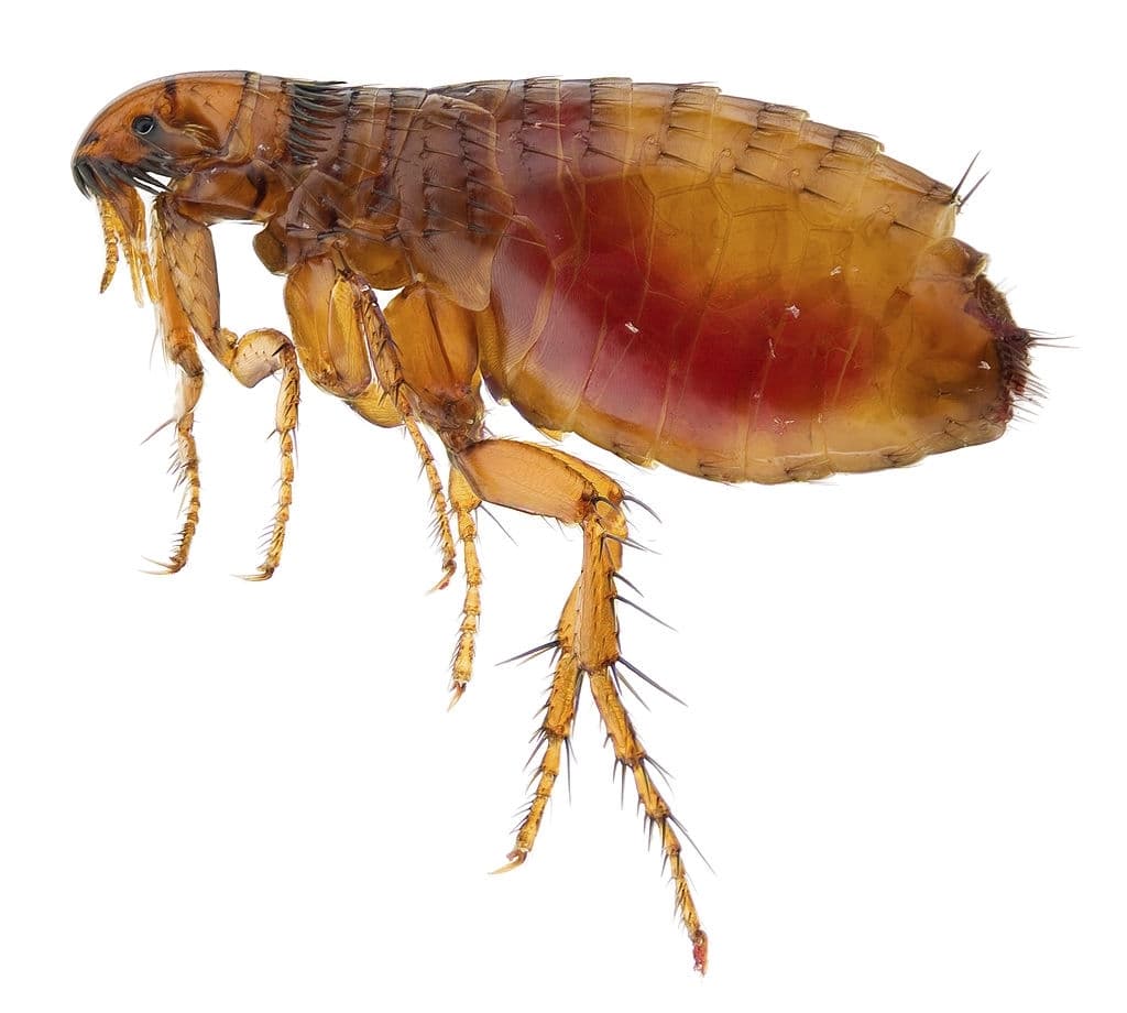 identifying fleas