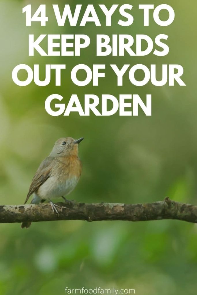 natural ways to keep birds out of garden