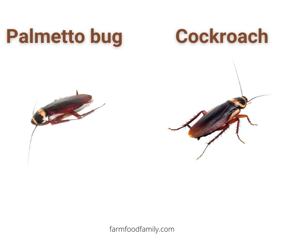 palmetto bug vs cockroach