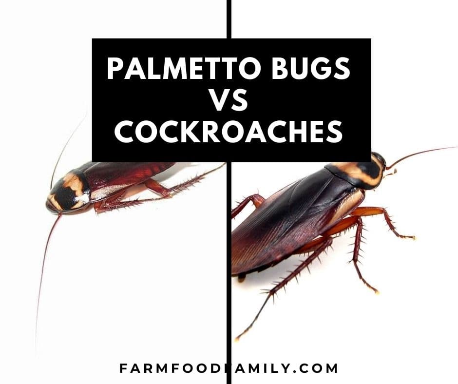 palmetto bugs vs cockroaches