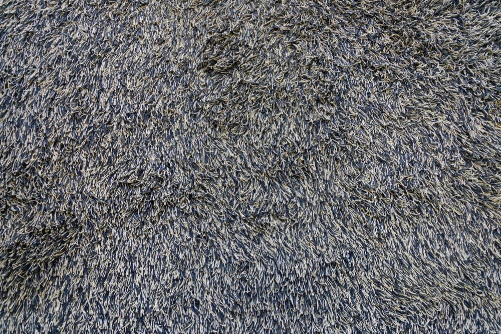 saxony carpet