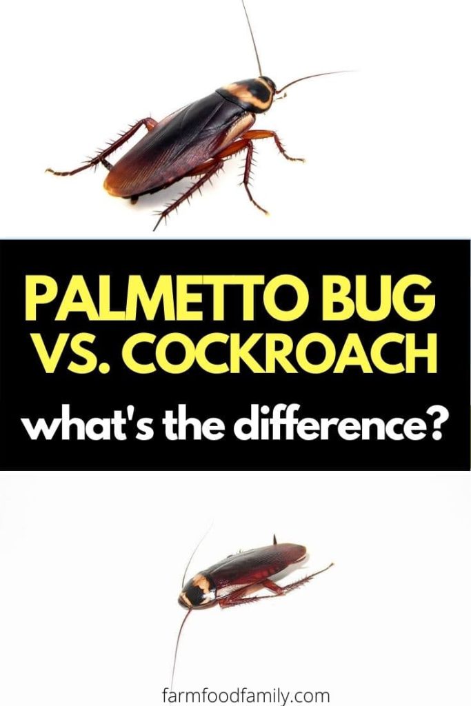 the differences between palmetto bug vs cockroach