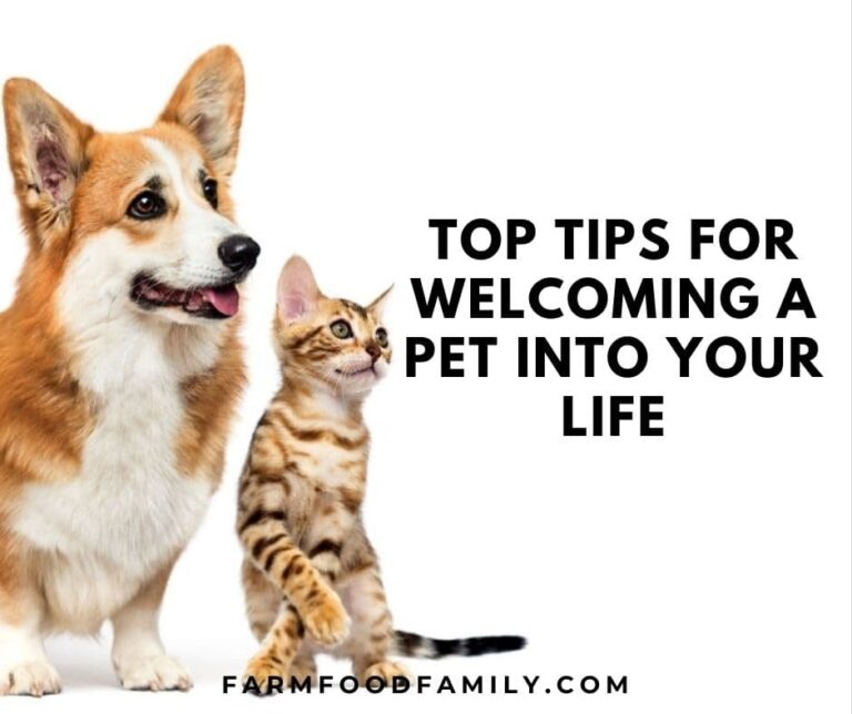 Top Tips for Welcoming a Pet into Your Life