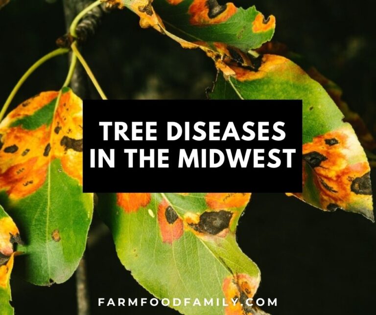 6 Common Tree Diseases In The Midwest