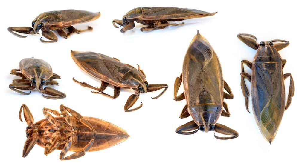 types of giant water bugs
