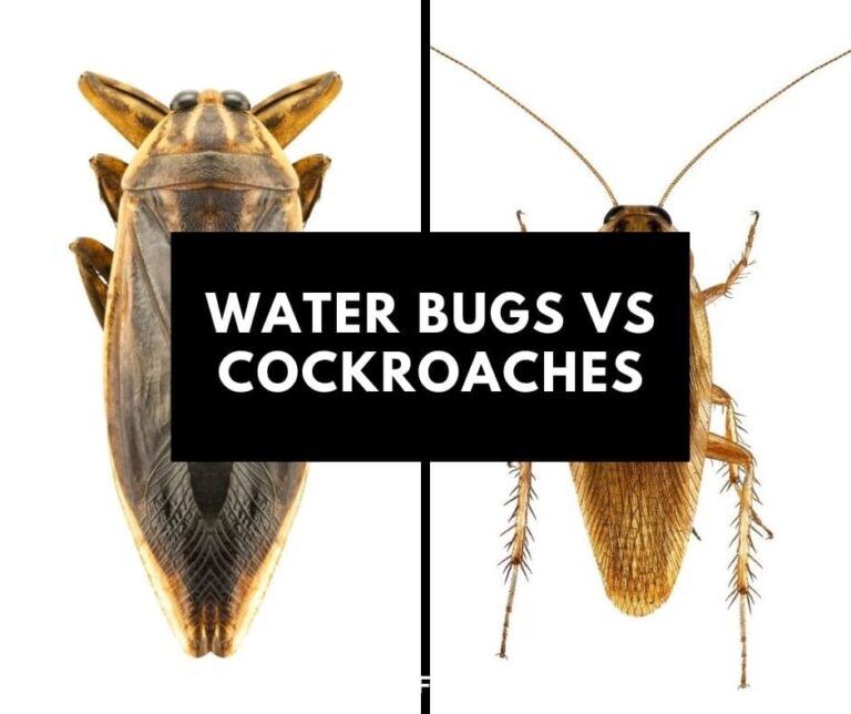 What Is The Difference Between a Water Bug and a Cockroach?