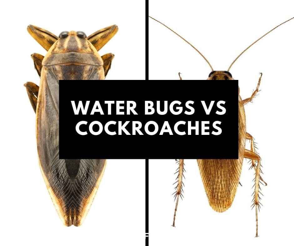 water bugs vs cockroaches