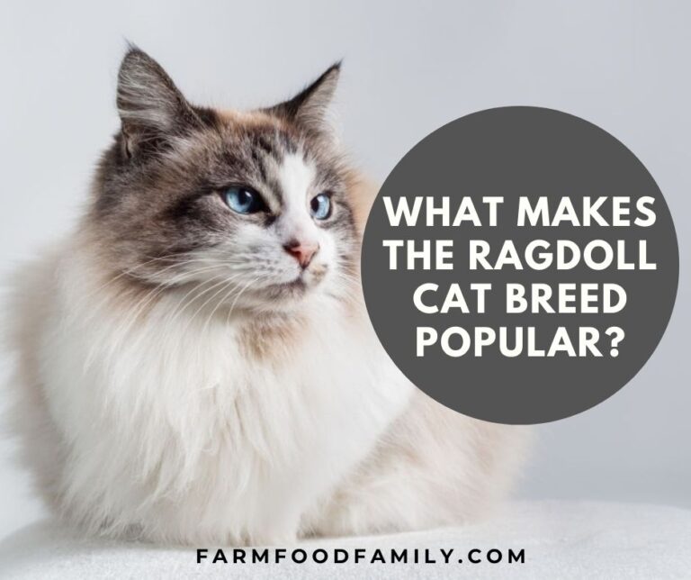 What Makes The Ragdoll Cat Breed Popular?