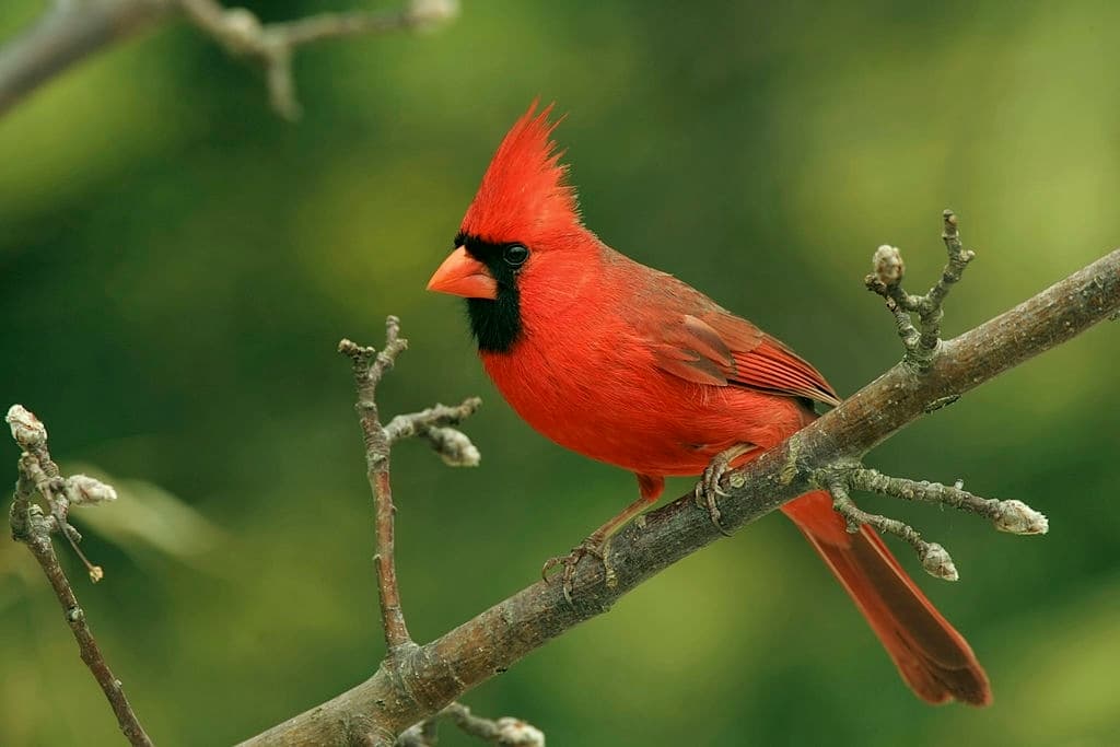 10 cardinal