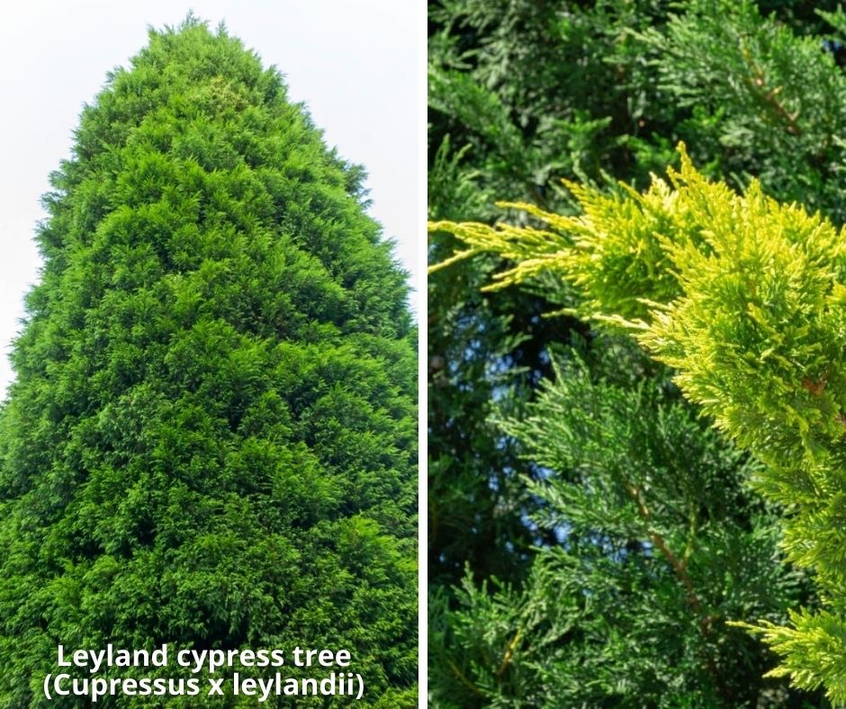 10 leyland cypress cupressus leylandii