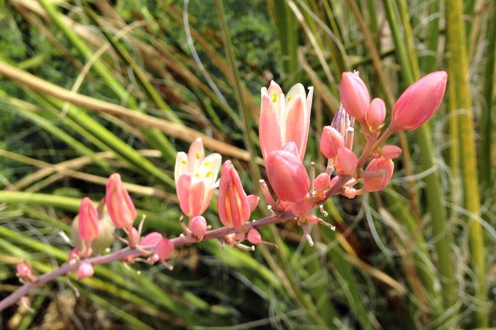 11 hesperaloe parviflora