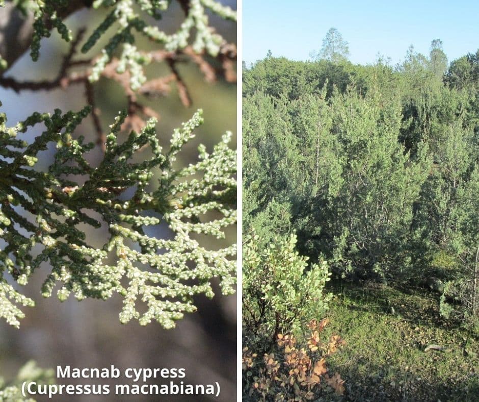 11 macnab cypress cupressus macnabiana 1