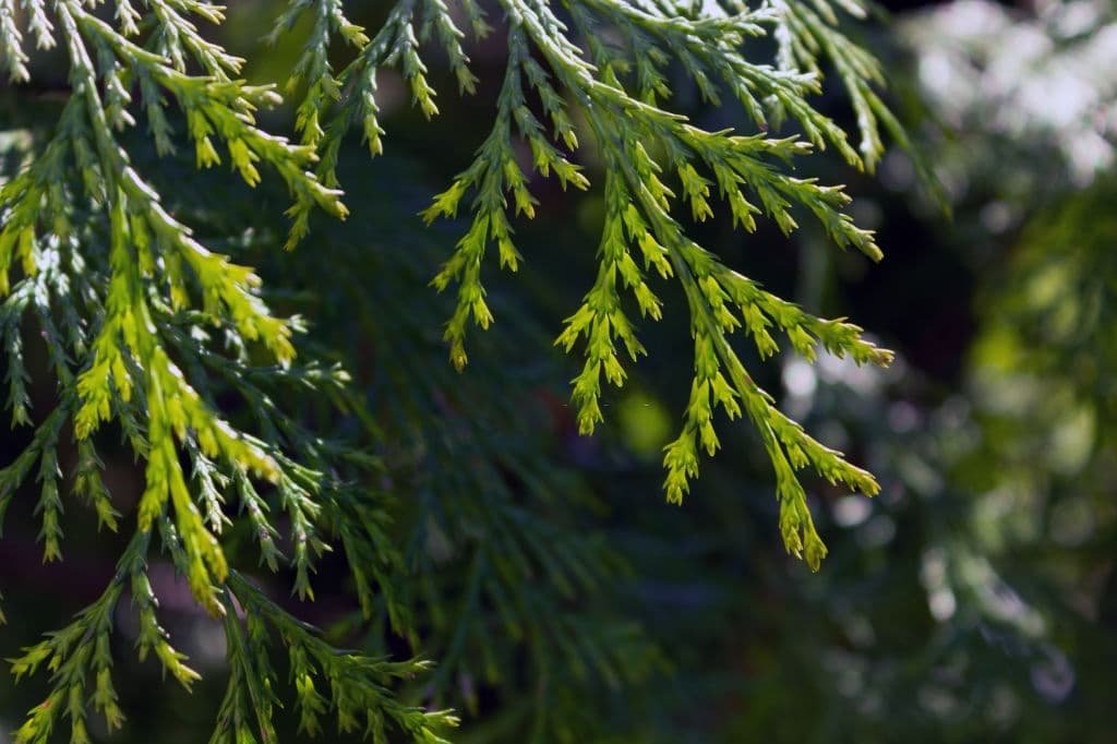 12 mediterranean cypress cupressus sempervirens