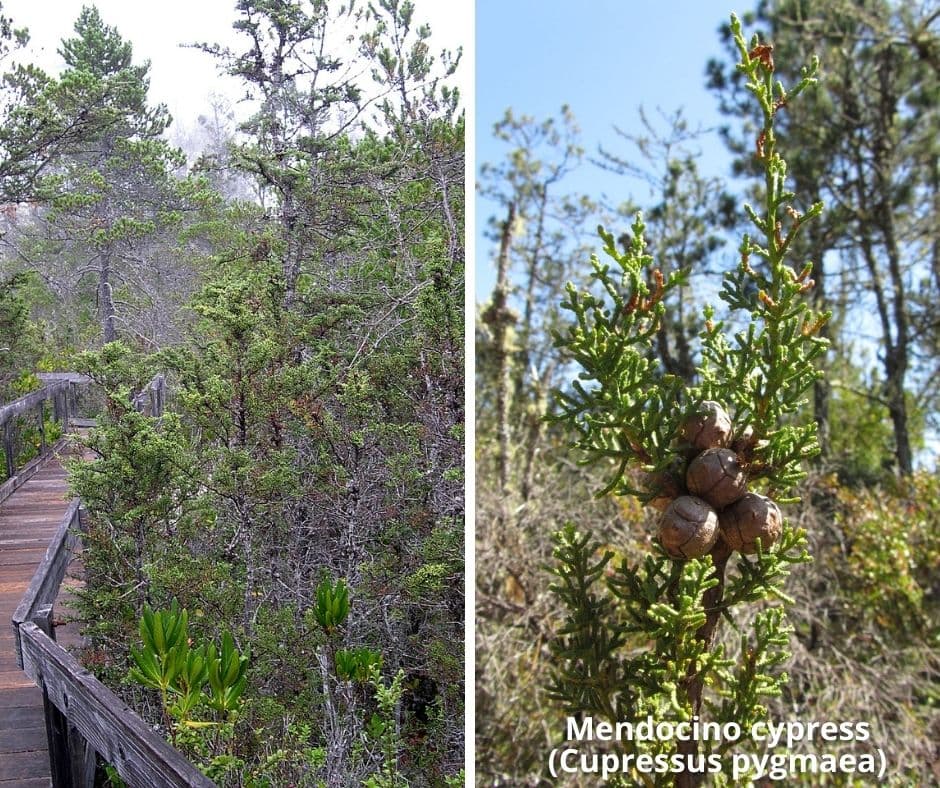13 mendocino cypress cupressus pygmaea