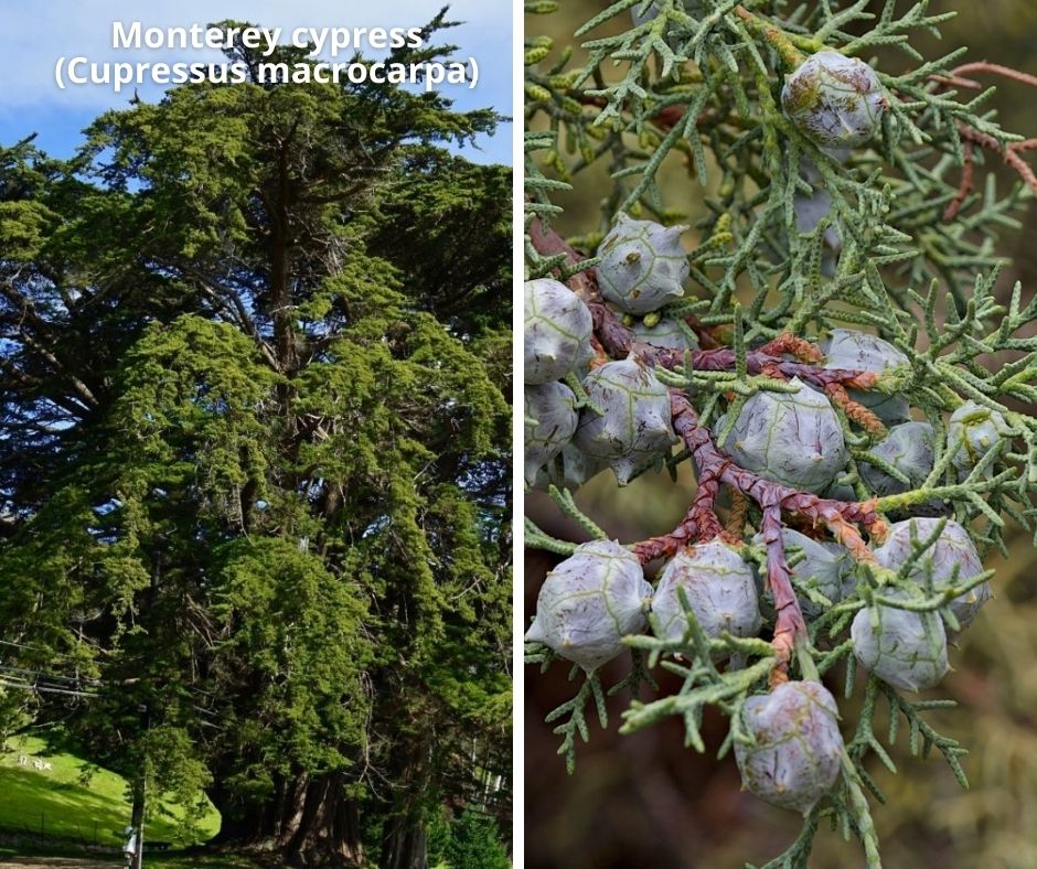 14 monterey cypress cupressus macrocarpa