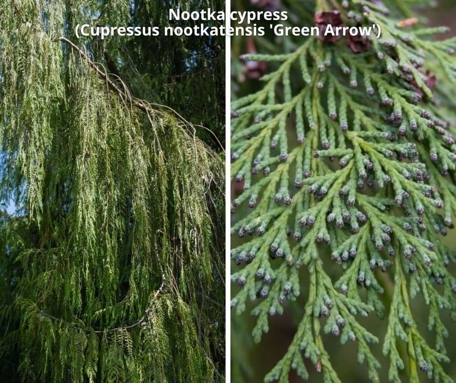 16 nootka cypress cupressus nootkatensis green arrow