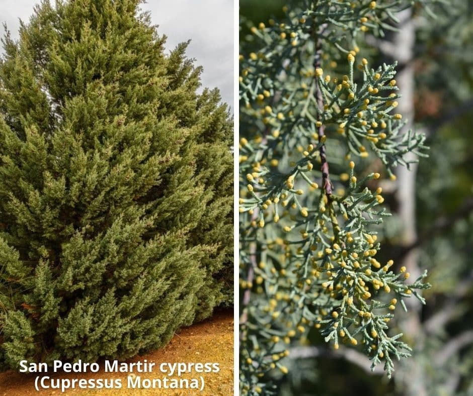 19 san pedro martir cypress cupressus montana
