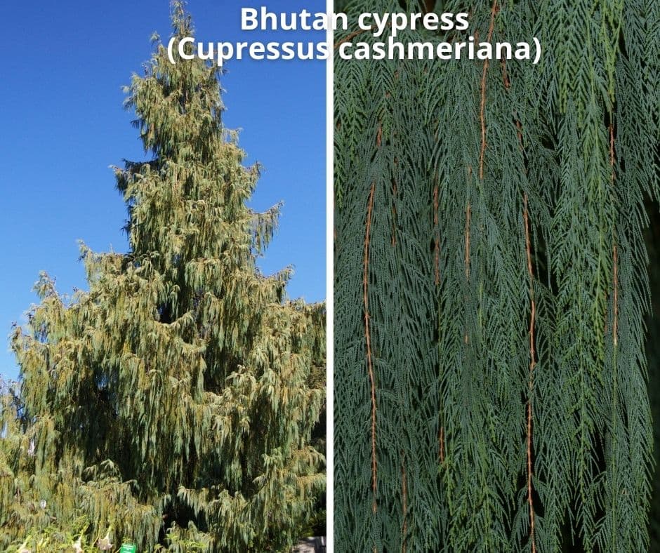 2 bhutan cypress cupressus cashmeriana