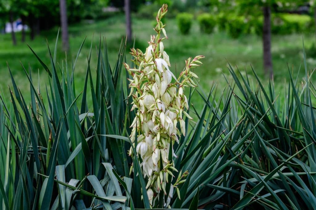 2 yucca filamentosa commonly known as adams needle