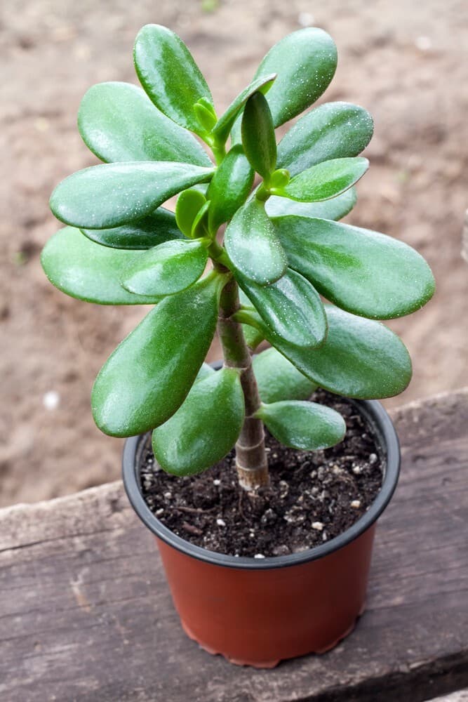 20 little jade plant