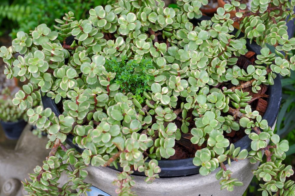 21 miniature jade plant