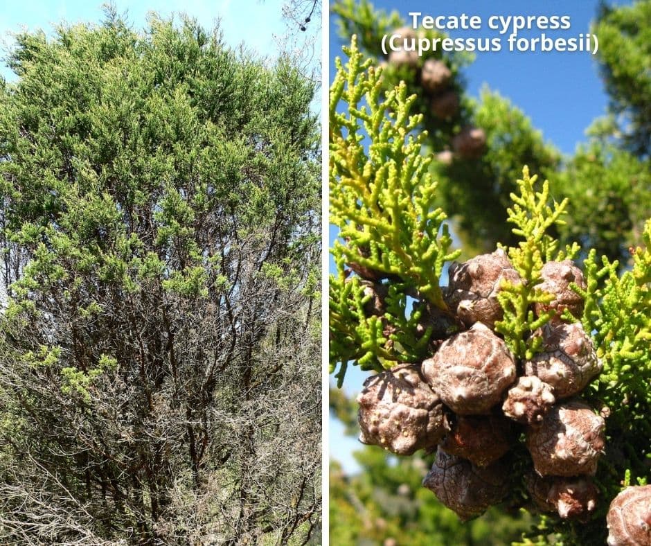 21 tecate cypress cupressus forbesii