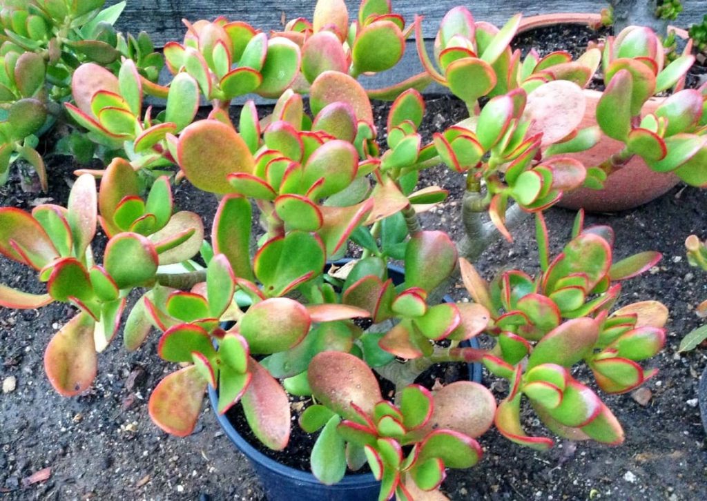 25 ruby jade plant