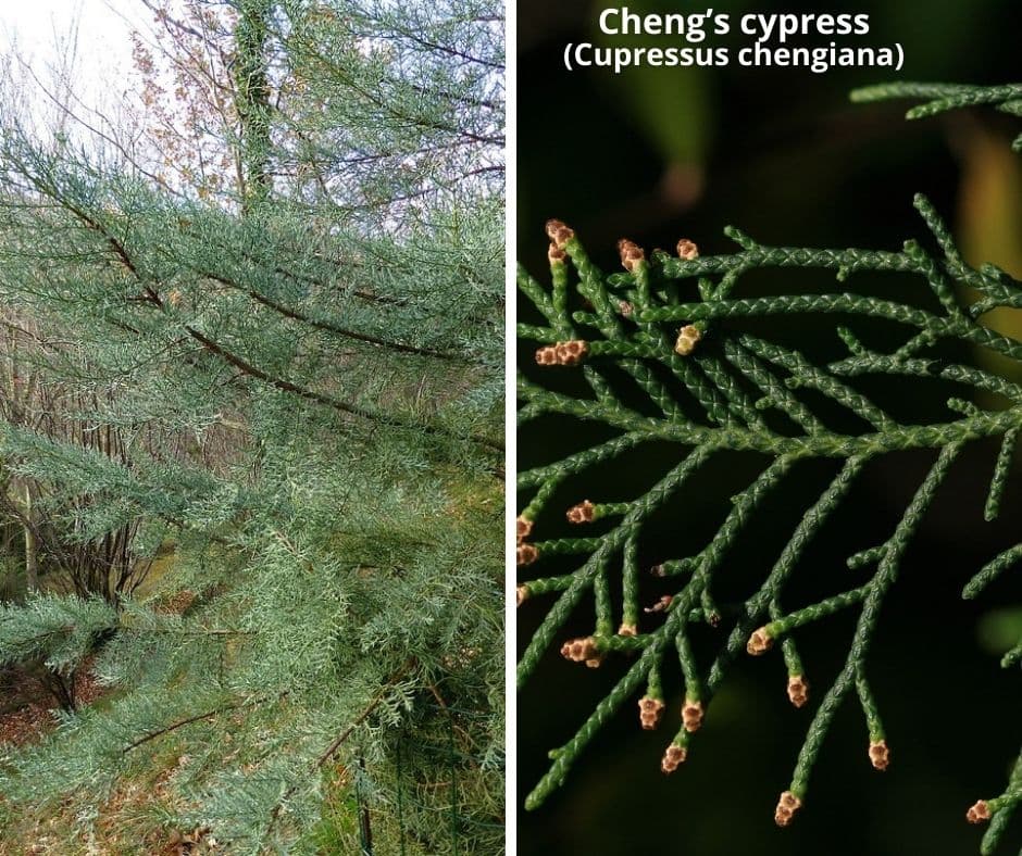 4 cheng cypress cupressus chengiana