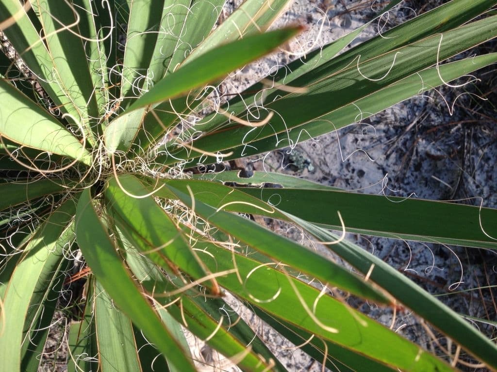 5 beargrass yucca