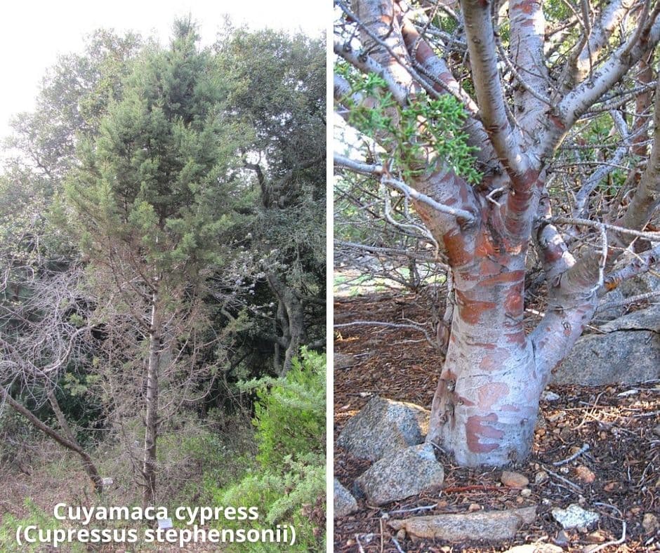 6 cuyamaca cypress cupressus stephensonii