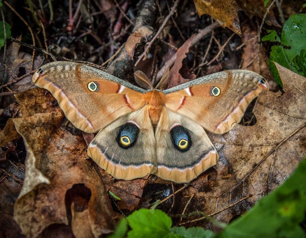 7 polyphemus moth