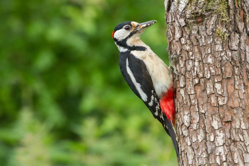 8 woodpecker