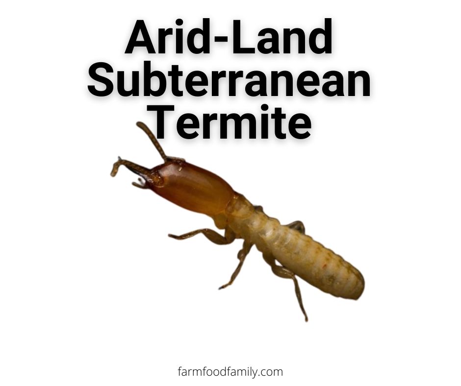 arid land subterranean termite