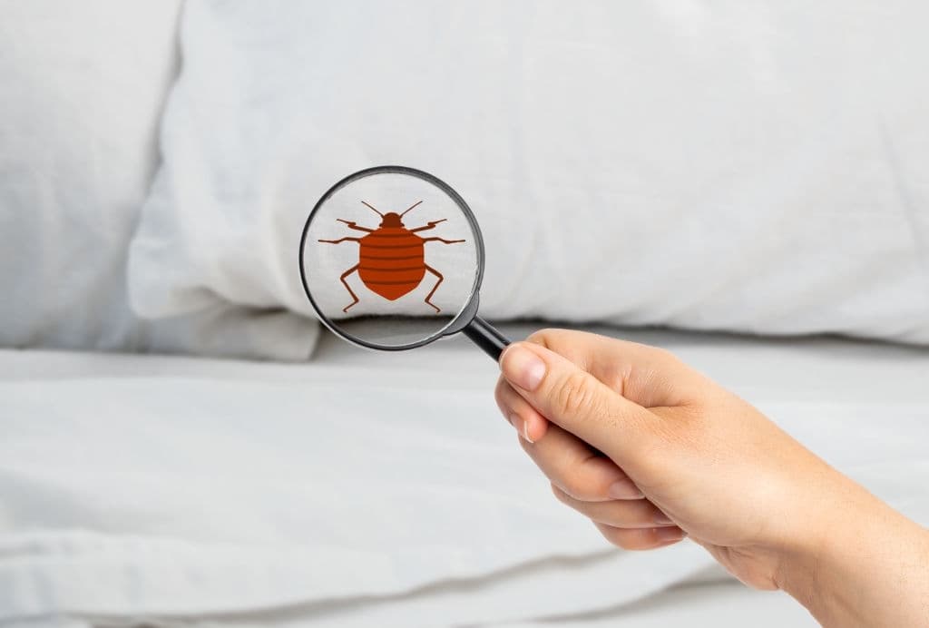 bed bug prevention tips