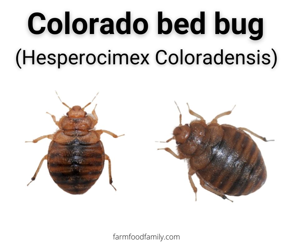colorado bed bug hesperocimex coloradensis