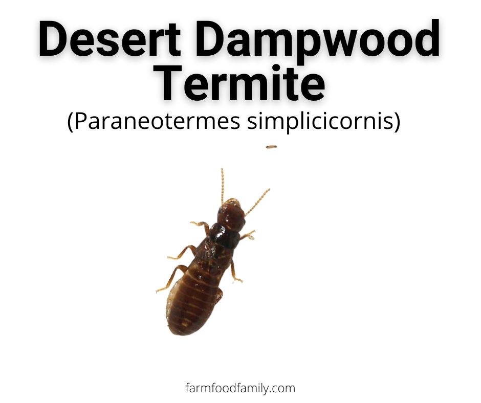 desert dampwood termites