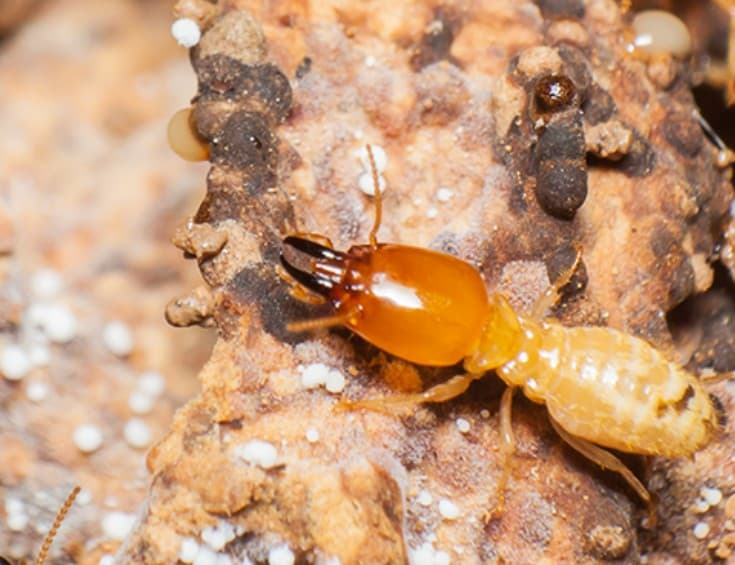 desert termites
