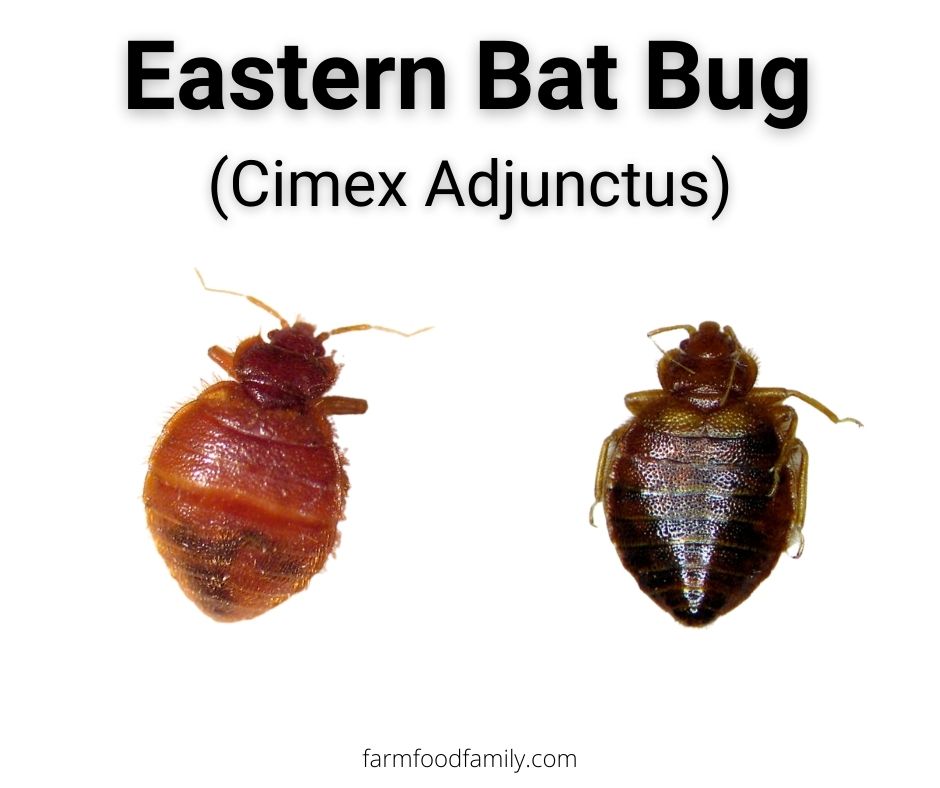 eastern bat bug cimex adjunctus