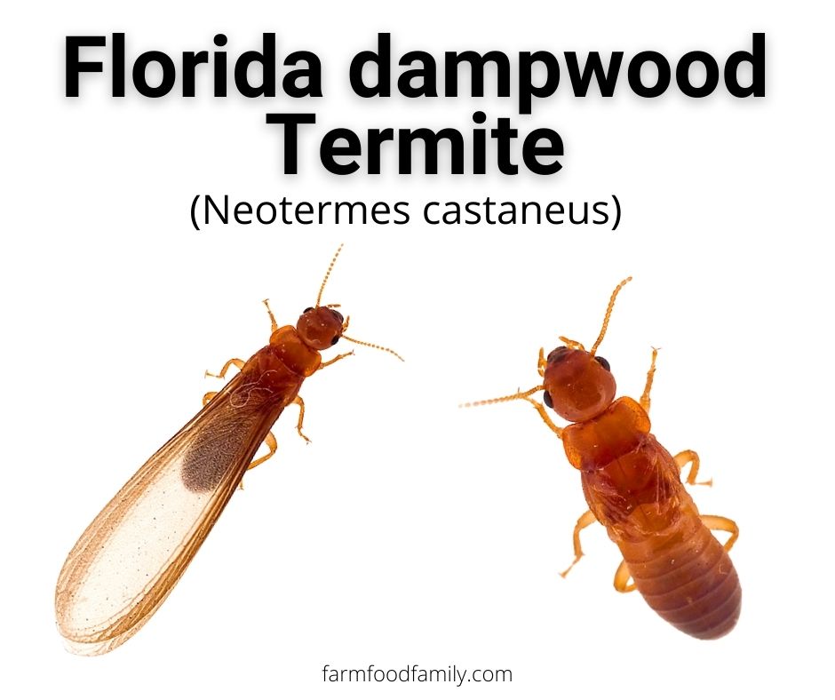 florida dampwood termites