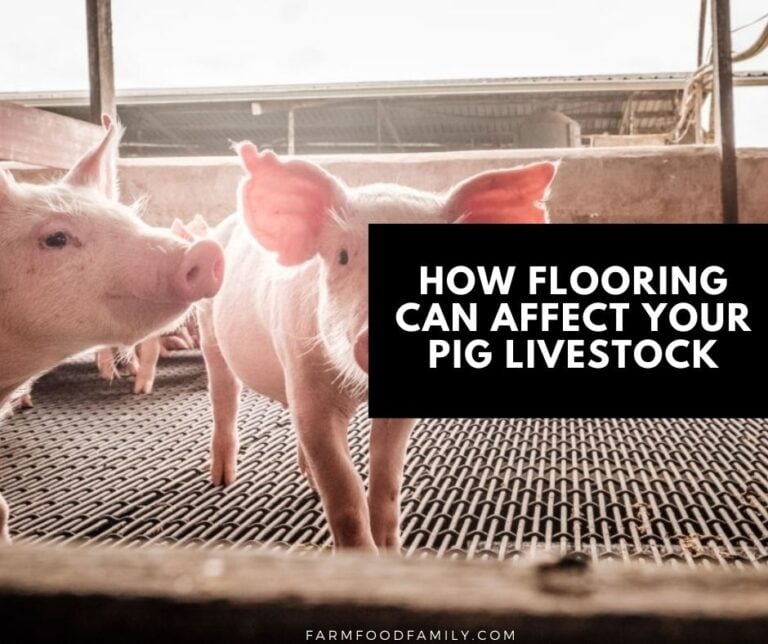 How Flooring Can Affect Your Pig Livestock